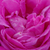 Roz - Trandafir portland - Duchesse de Rohan